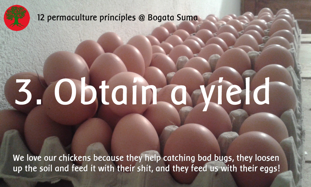 Permaculture principle 3: Obtain a yield