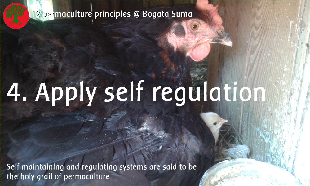 Permaculture principle 4: Apply self-regulation and accept feedback